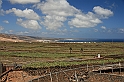 Kanary_2010 230